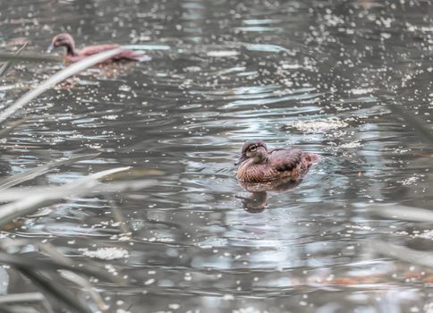 A lttile duck swimming in a pond in the wild, Ontario, Canada.