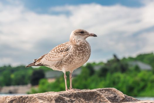 Amazing seagulls in the wild in Ontario, Canada.