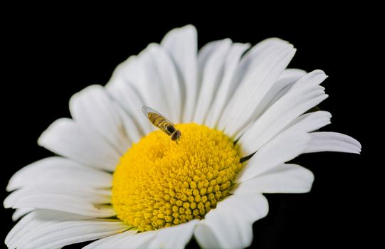 A really beautiful extraordinary camomile in the summer. Quebec, Canada