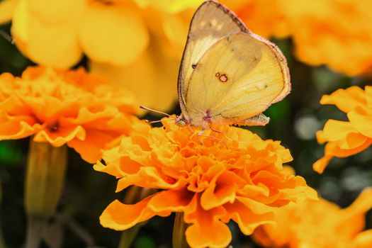 A beautiful yellow butterfly on an orange flower, in a park, in Montreal, Canada.