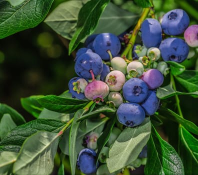 A lot of big juicy blueberries in the wild. Found in Ontario, Canada.