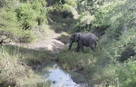 big elephant in national kruger wild park south africa near hoedspruit crossing the river