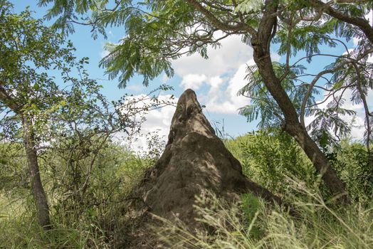big termite hill in africa