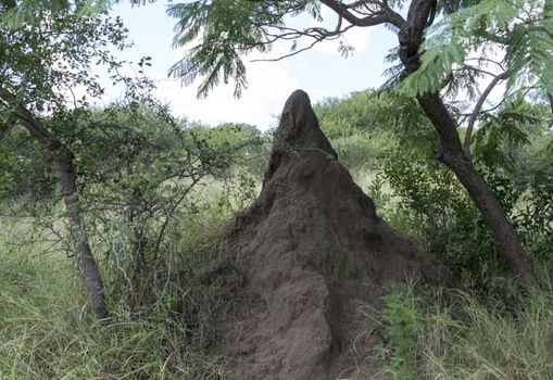 big termite hill in africa