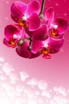Dark purple orchid flowers on blurred gradient background with copy-space area