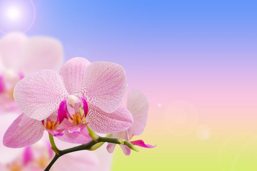 Romantic pink spotted orchids on natural gradient background with free area for your text