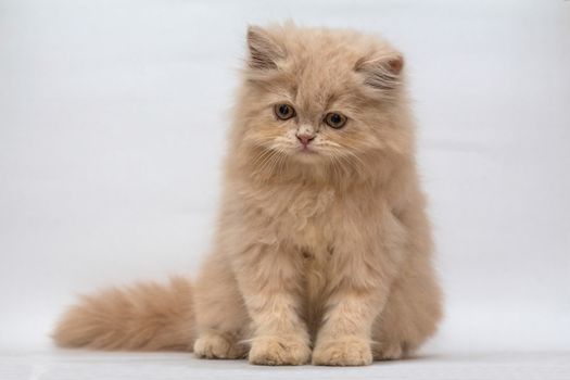 Persian cat, sitting on white background