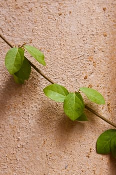 creeper branches on wall