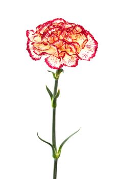 Beautiful fresh carnation on a white background