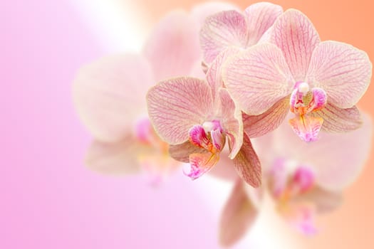 Delicate pink orchid flowers on blurred gradient background with free copy-space area