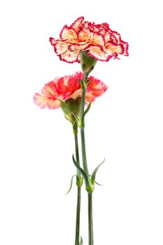 Beautiful two carnation on a white background