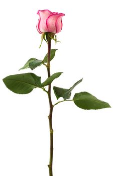 Fresh pink roses on a white background