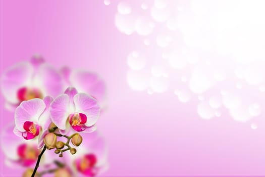 Small branch of gentle orchids on gradient bokeh background with free place for your text