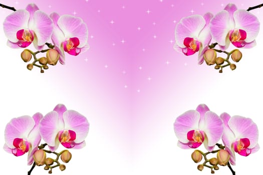 Branches of beautiful violet orchids on gradient background with copy-space