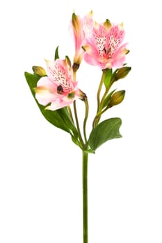 Beautiful pink alstroemeria on a white background