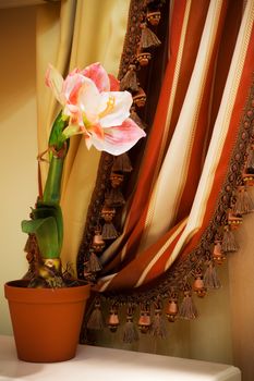 indoor flower on a background of curtains in the apartment