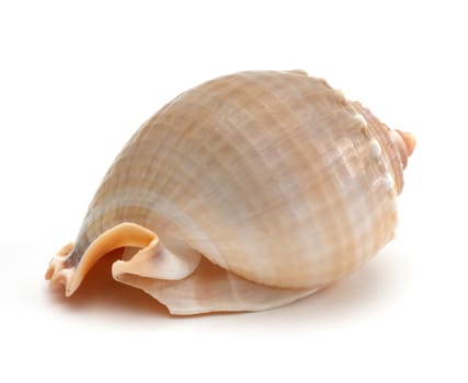 close up of a seashell on white background