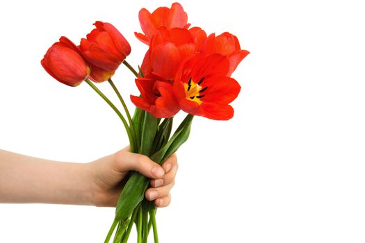 bouquet of tulips in a hand against a white background