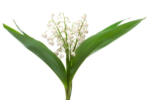 bouquet of lily of the valley on a white background