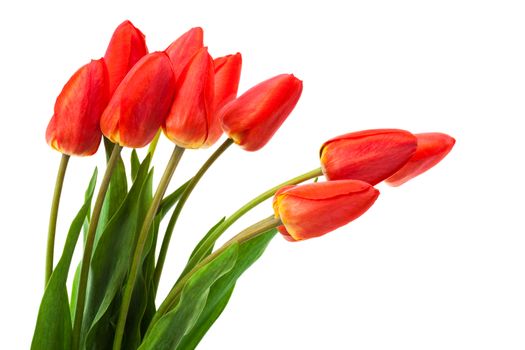 beautiful bouquet of tulips on a white background