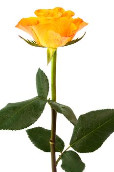 Fresh orange roses on a white background