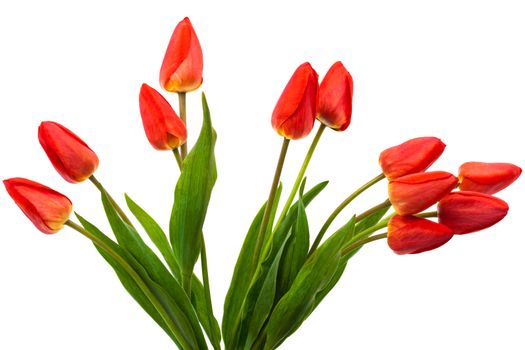 beautiful bouquet of tulips on a white background