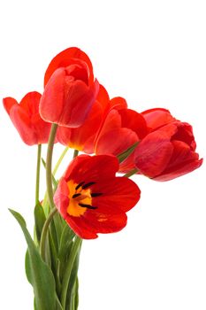 beautiful bouquet of tulips on a white background