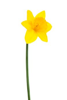 Beautiful yellow narcissus on a white background