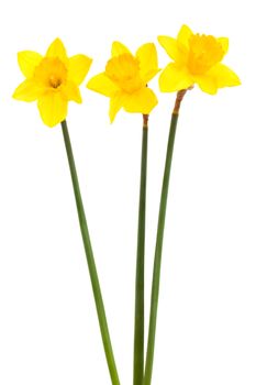 three yellow narcissus on a white background