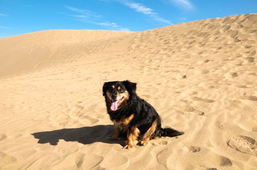 African European Sand Dune Desert and Dog Landscape in Gran Canaria Island Spain