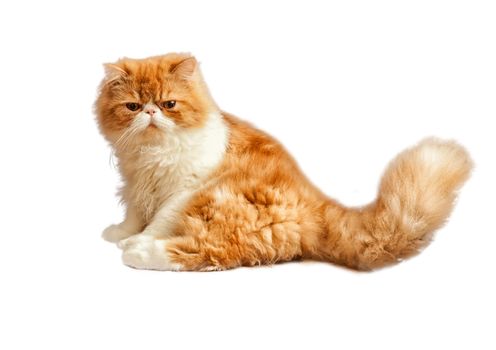 House Persian kitten of a red and white color isolated on simple background