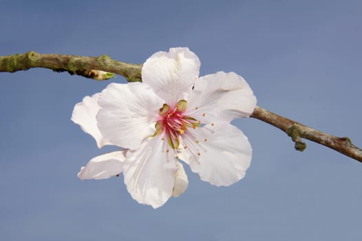 Almond blossom on the branch macro