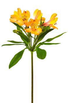 Beautiful orange alstroemeria on a white background