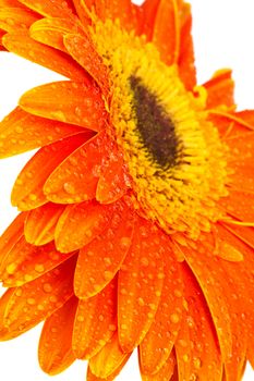 Beautiful orange gerber on a white background