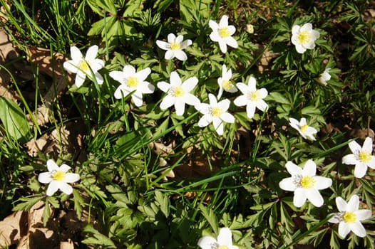 small white flowers in the forest, anemones