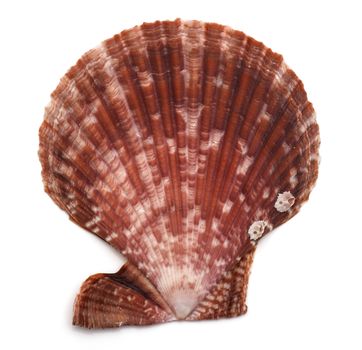 close up of a seashell on white background