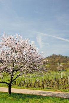 blooming almond tree near the vineyards of Wolf on the Moselle