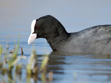 Close up of one quiet coot head floating on the water pond near little grass