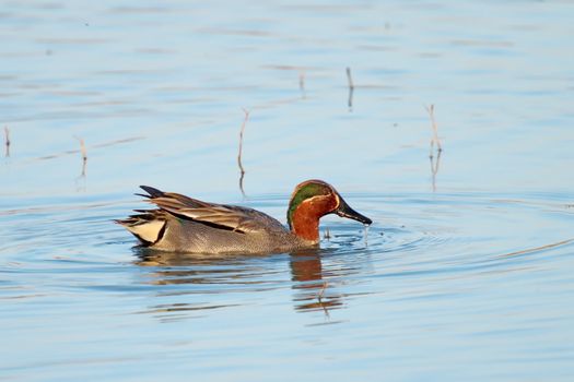 One male eurasian (or common) teal duck (anas crecca) floating on the water pond with little winter yellow grass