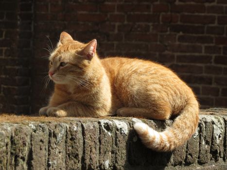 a cute red or orange tabby cat