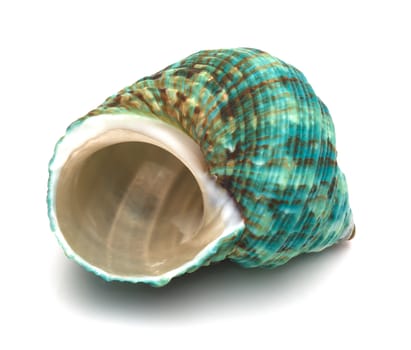 close up of a seashell on white background