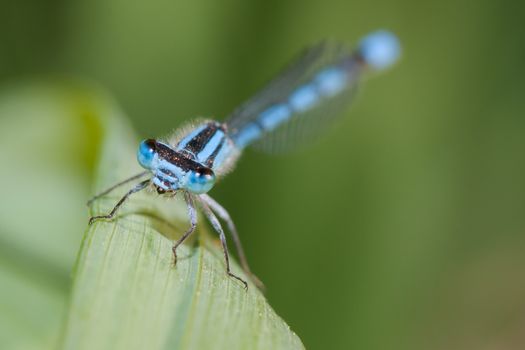 Common Blue Damselfly with very bright blue colors.