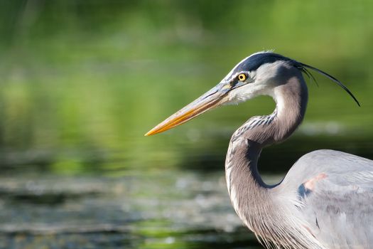 Great Blue Heron fishing in the low lake waters.