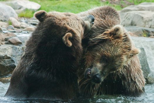 Two Grizzly (Brown) Bears Fighting and playing