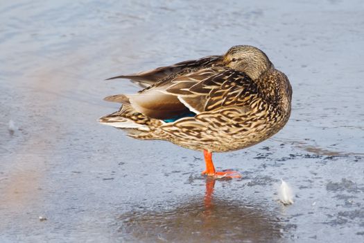 Female Mallard duck standing on ice on a lake 