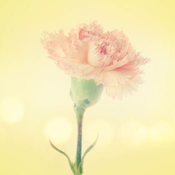 Close up pink carnation flower on vintage tone.