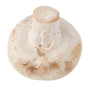 Champignon mushroom. Isolated on white background