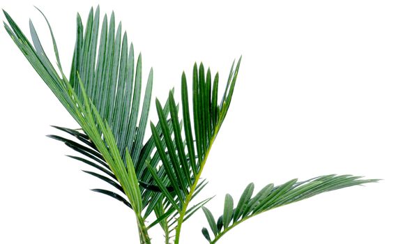 Green Palm Leafs of Chrysalidocarpus Areca isolated on white background