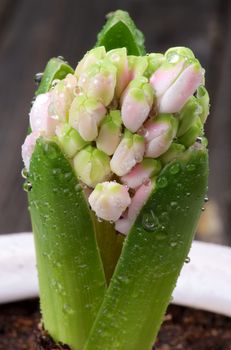 Pink Hyacinth with Leafs and Water Drops in Flower Pot isolated on Wooden background