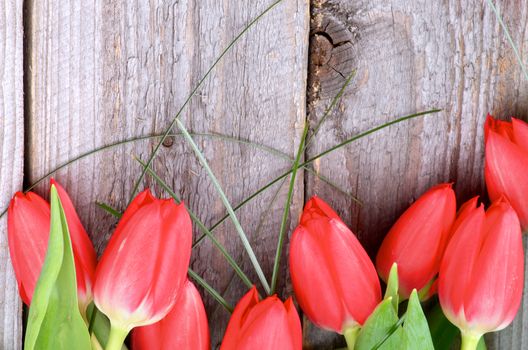 Wooden Background with Beautiful Red Tulips and Green Grass closeup